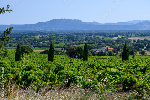 Vineyards of Chateauneuf du Pape appelation with grapes growing on soils with large rounded stones galets roules, view on Ventoux mountain, famous red wines, France photo