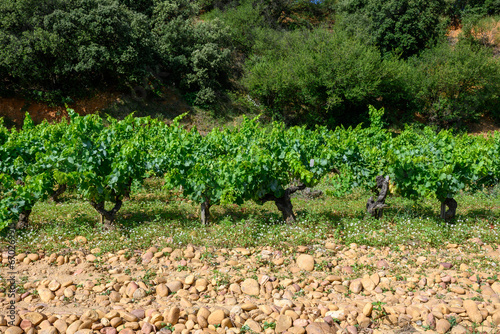 Vineyards of Chateauneuf du Pape appelation with grapes growing on soils with large rounded stones galets roules, lime stones, gravels, sand.and clay, famous red wines, France photo