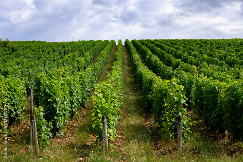 Vineyards of Pouilly-Fume appellation, making of dry white wine from sauvignon blanc grape growing on different types of soils, France