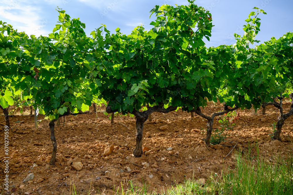 View on green grand cru vineyards Cotes de Provence, production of rose wine near Grimaud village, Var, France