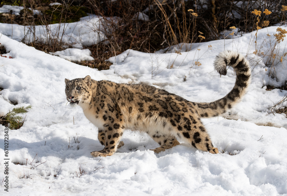 Obraz premium Snow Leopard