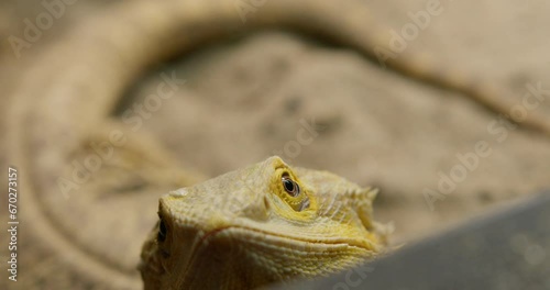 Close up shot of bearded dragon in a zoo