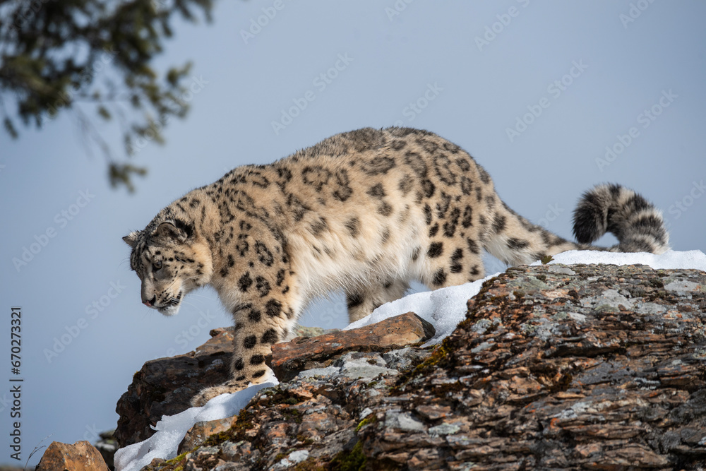 Snow Leopard Snow Leopard
