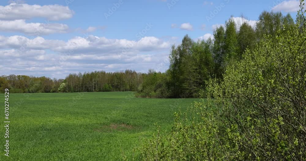 a field with growing young green cereals, a field with green cereals in the spring season a field with growing young green cereals, a field with green cereals in the spring season