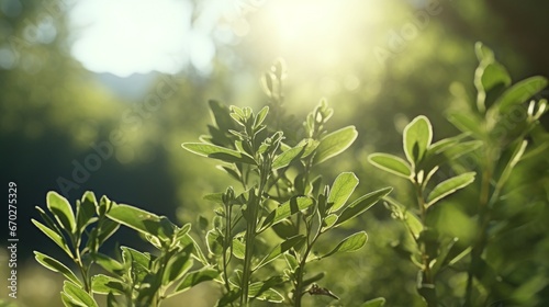 Silverleaf Sage in a lush forest  dappled in soft sunlight.