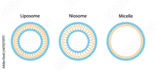 Liposome structure, phospholipid bilayer with hydrophilic head and hydrophobic tails. Niosome, single chain surfactant molecule (nonionic). Micelle, amphiphilic colloidal structure. Drug delivery.