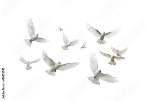 white doves in flight photo