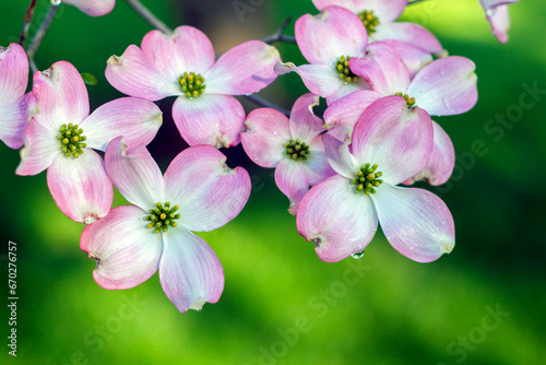 Delicate Pink Dogwood Blossoms with Dew Drops