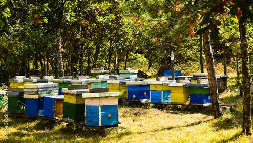 beehive boxes placed in the forest between the trees on a sunny day © toskolosko