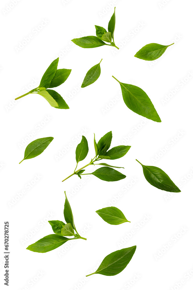 Basil green leaves falling  isolated on white background. Asian Thai basil concept
