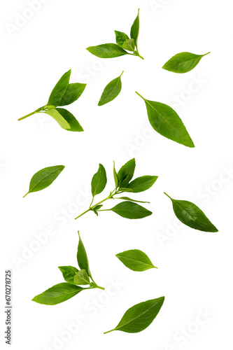 Basil green leaves falling  isolated on white background. Asian Thai basil concept 