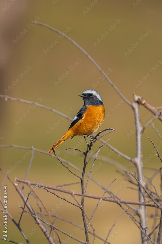 Male Daurian Redstart perching on the tree branch. Male Daurian Redstart perching on the tree branch.