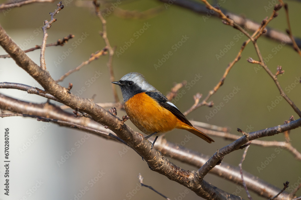 Fototapeta premium Male Daurian Redstart perching on the tree branch.
