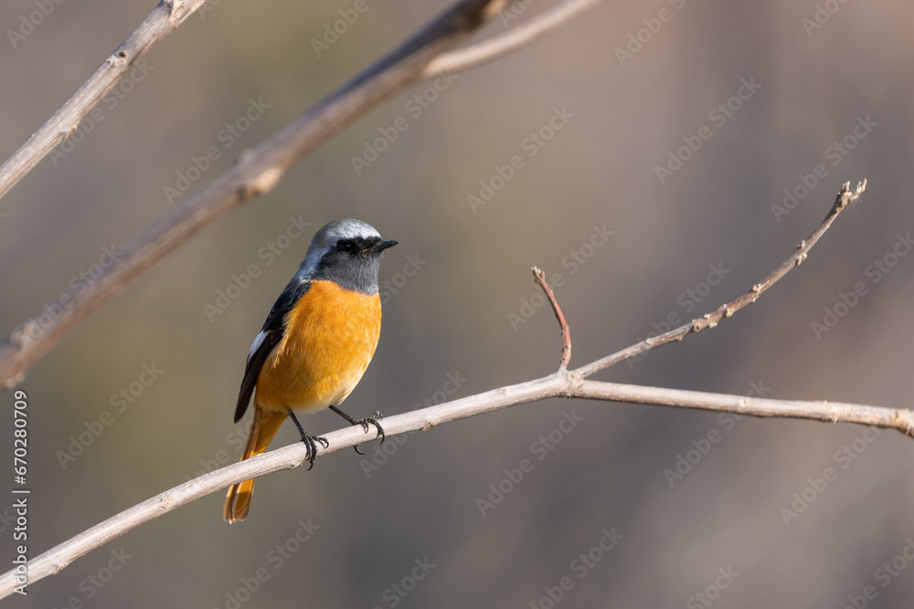 Male Daurian Redstart perching on the tree branch. Male Daurian Redstart perching on the tree branch.