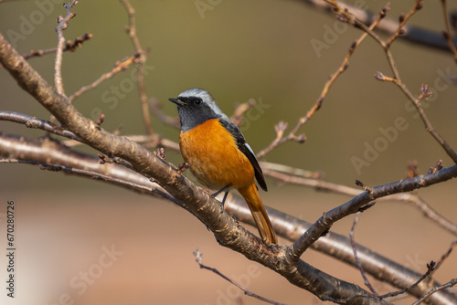 Male Daurian Redstart perching on the tree branch.