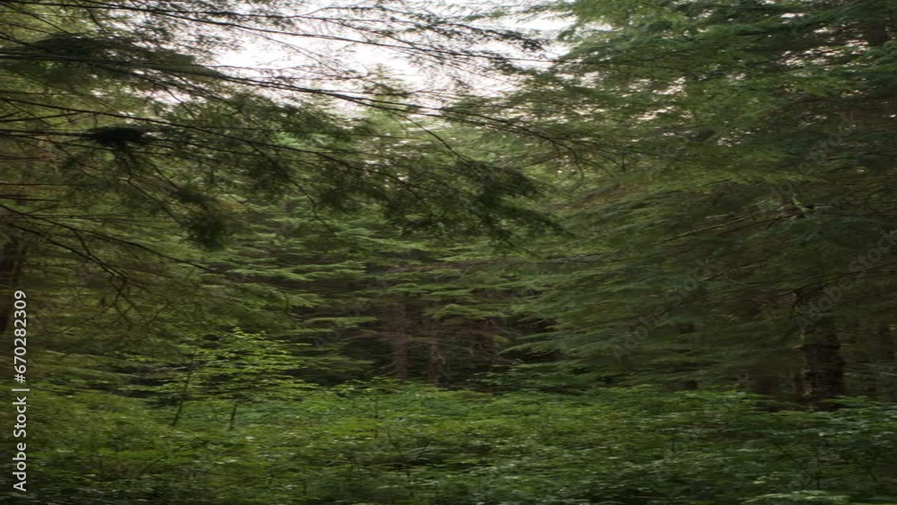 Approaching between trees in dense green rain forest - vertical video / Forks, Washington, United States Approaching between trees in dense green rain forest - vertical video / Forks, Washington, United States