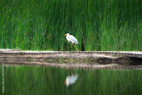 bird enjoying the wonderful nature