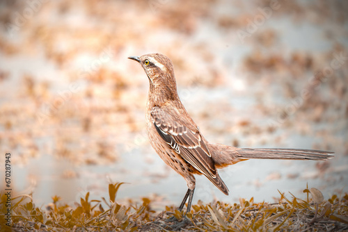bird enjoying the wonderful nature