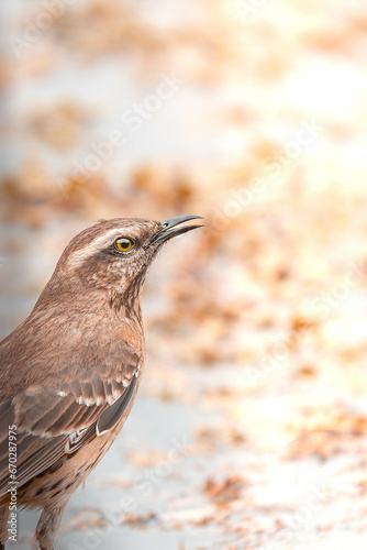 bird enjoying the wonderful nature