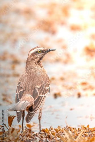 bird enjoying the wonderful nature