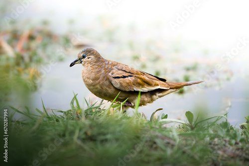 bird enjoying the wonderful nature