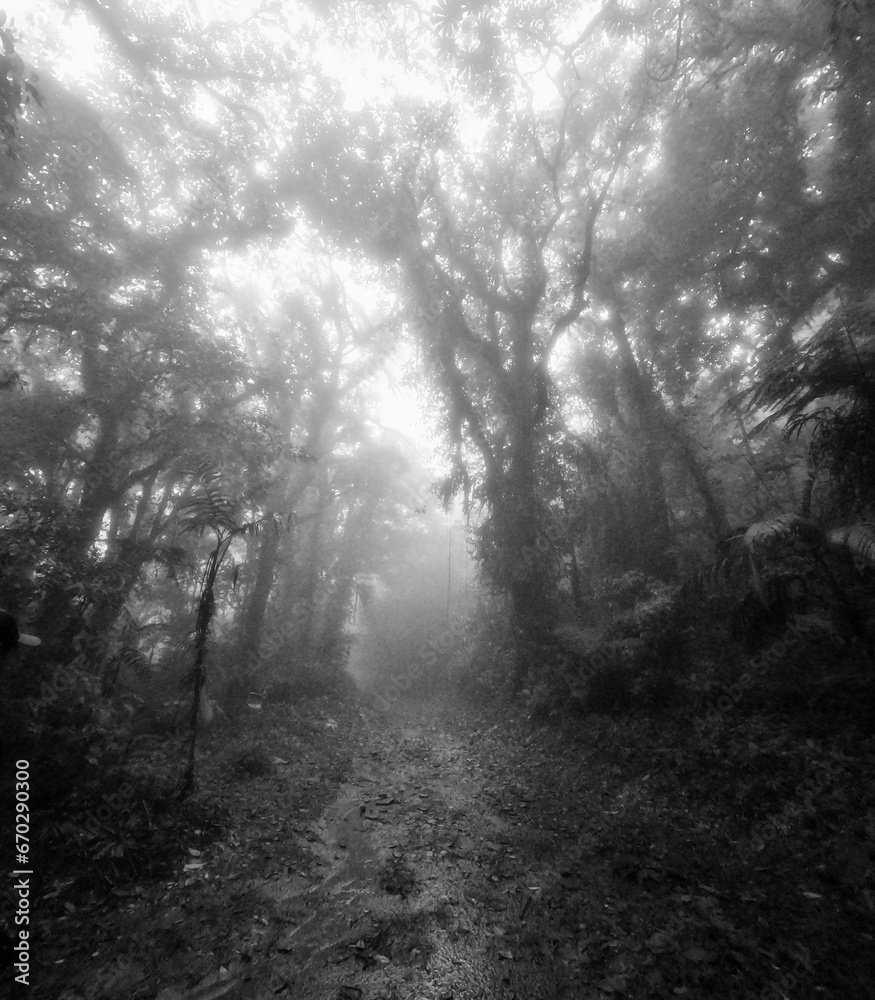 Fototapeta premium misty morning in the forest