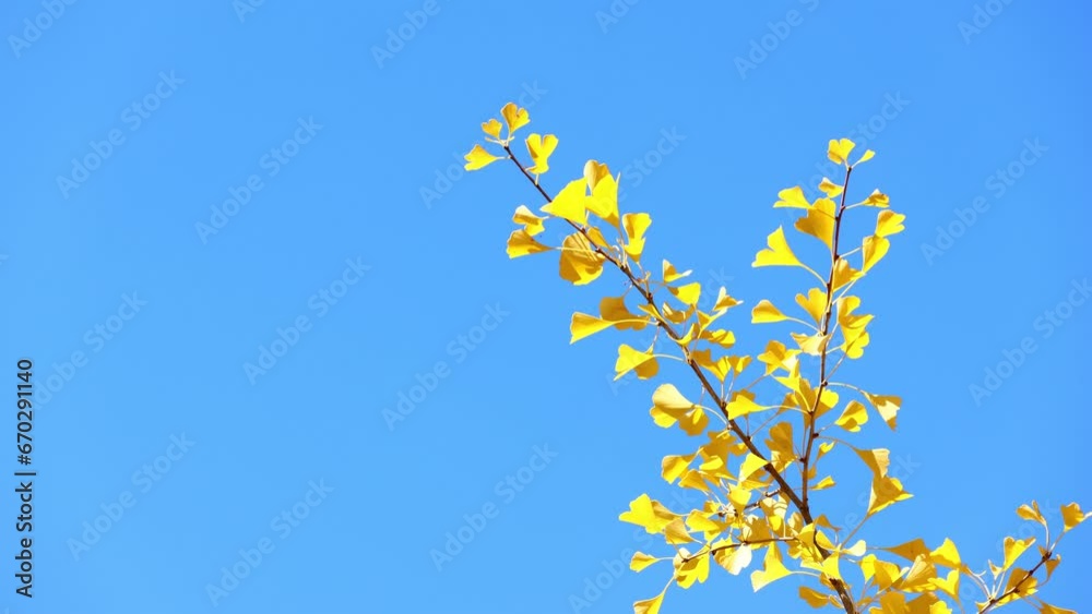 秋のイチョウと青空	