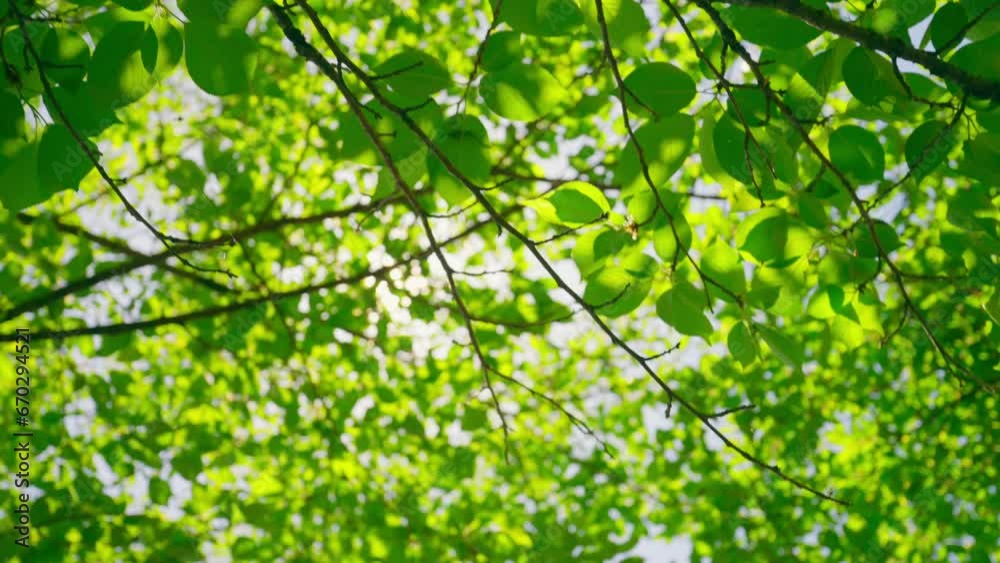 Slow motion sakura branches leaves with light breeze in spring, on a sunny day Slow motion sakura branches leaves with light breeze in spring, on a sunny day