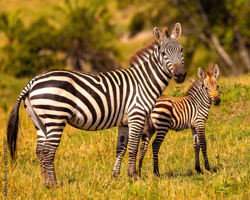 Mother zebra standing with baby Mother zebra standing with baby