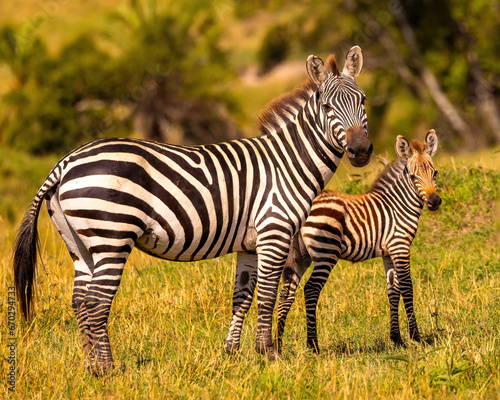 Mother zebra standing with baby