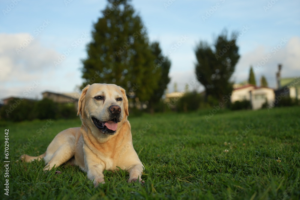 ラブラドールレトリバー 大型犬 ラブラドールレトリバー 大型犬