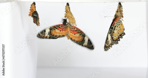 Leopard Lacewing Butterfly on white background, Cethosia cyane euanthes photo