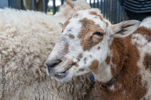 Smiling goat at a petting zoo.