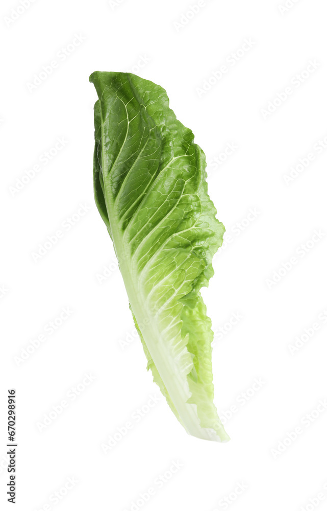 Fresh leaf of green romaine lettuce isolated on white Fresh leaf of green romaine lettuce isolated on white