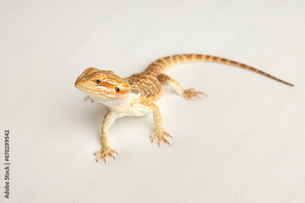 Naklejka premium Bearded dragon, pogona vitticeps, isolated on white background, Tiger Pattern Morphs. Professional studio macro photography on isolated white background