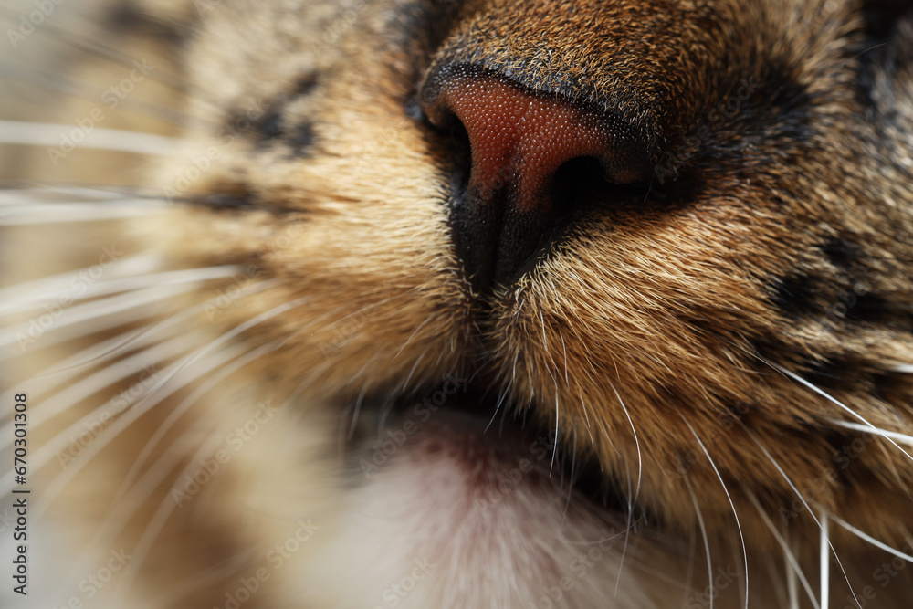 Obraz premium Macro photo of beautiful cat. Cute pet