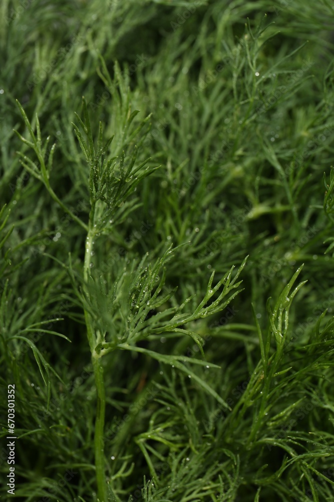 Fresh green dill with water drops as background, closeup Fresh green dill with water drops as background, closeup