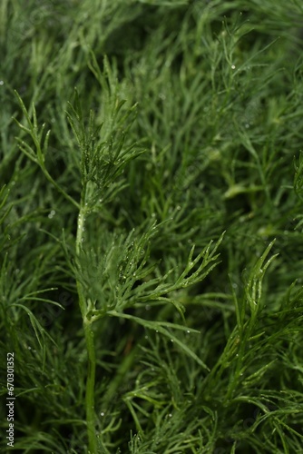 Fresh green dill with water drops as background, closeup
