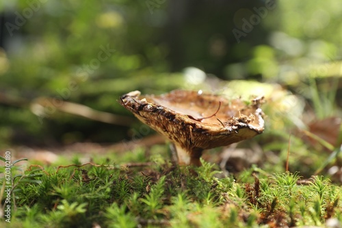 One poisonous mushroom growing in forest, closeup. Space for text photo