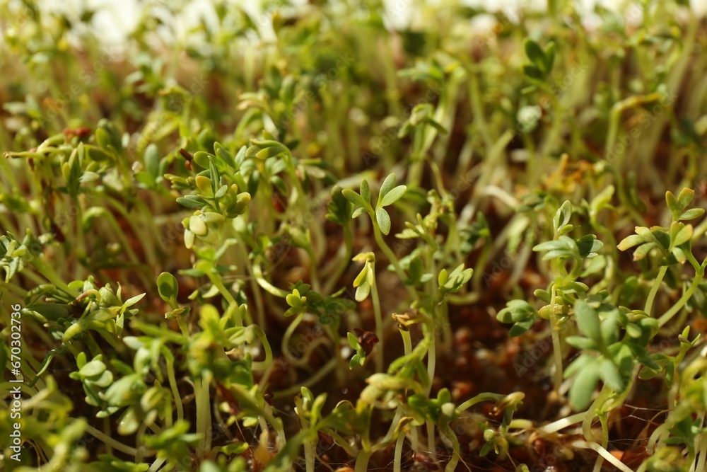 Growing microgreen. Many sprouted arugula seeds, closeup Growing microgreen. Many sprouted arugula seeds, closeup