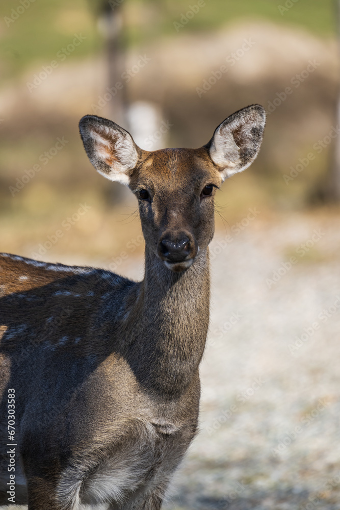 female spotted deer in the autumn forest