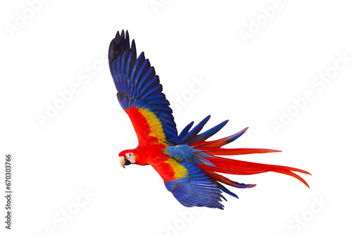 Colorful flying parrot isolated on transparent background png file