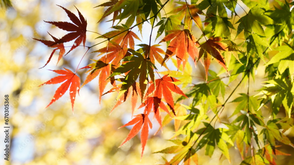 Maple and autumn scenery at Hwaeomsa Temple in Korea Maple and autumn scenery at Hwaeomsa Temple in Korea
