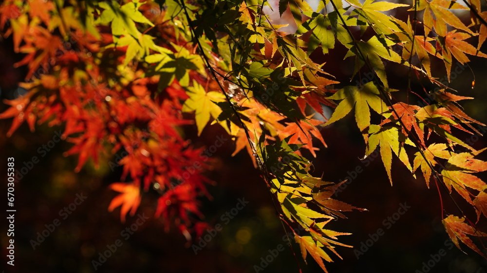Maple and autumn scenery at Hwaeomsa Temple in Korea Maple and autumn scenery at Hwaeomsa Temple in Korea
