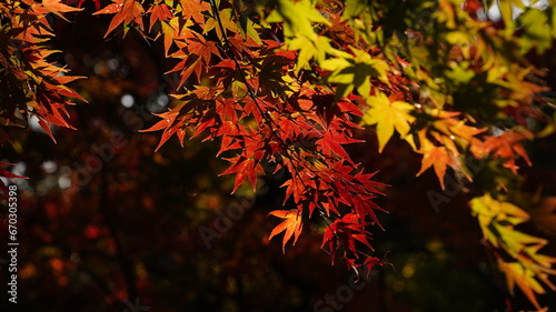 Maple and autumn scenery at Hwaeomsa Temple in Korea