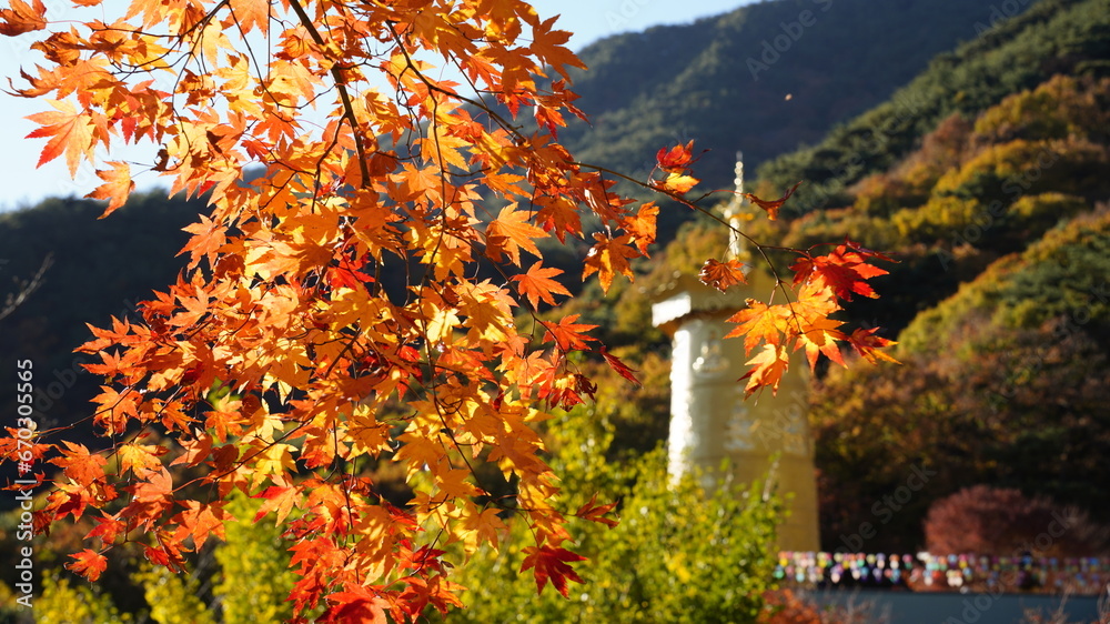 Obraz premium Maple and autumn scenery at Hwaeomsa Temple in Korea