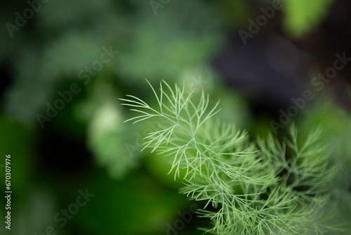 Fresh dill growing in the garden. Selective focus. Shallow depth of field