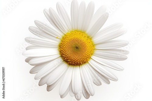 one white daisy flower isolated background flat lay top view floral pattern object chamomile head macro abstract beautiful beauty bloom border botanical bright card clean clear closeup colours