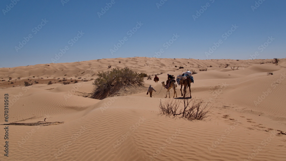 Dromedary camels (Camelus dromedarius) on a camel trek in the Sahara Desert, outside of Douz, Tunisia Dromedary camels (Camelus dromedarius) on a camel trek in the Sahara Desert, outside of Douz, Tunisia