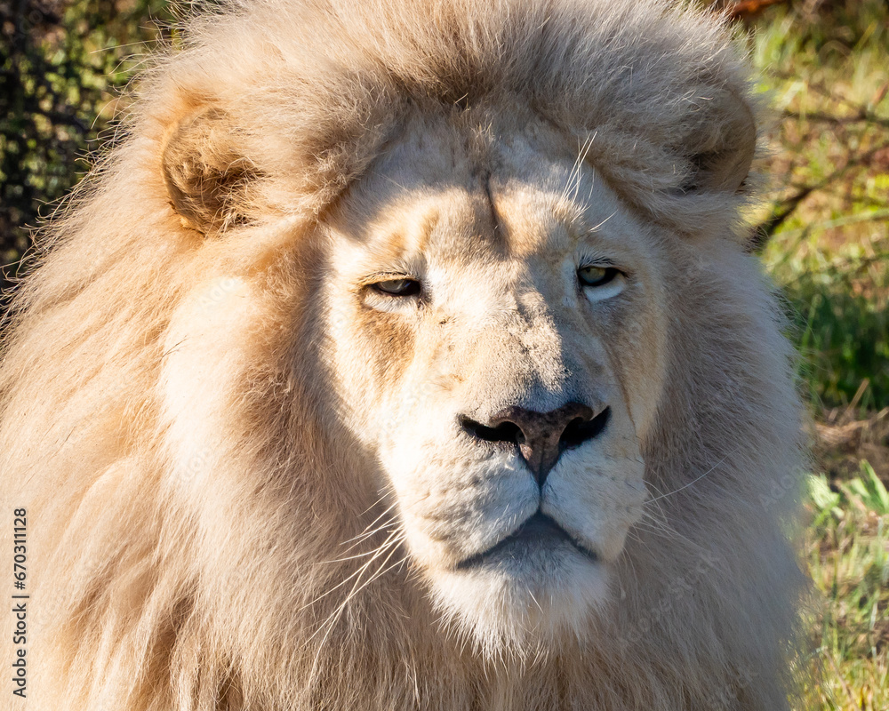 White lion in Tenikwa Wildlife Rehabilitation and Awareness Centre in Plettenberg Bay, South Africa